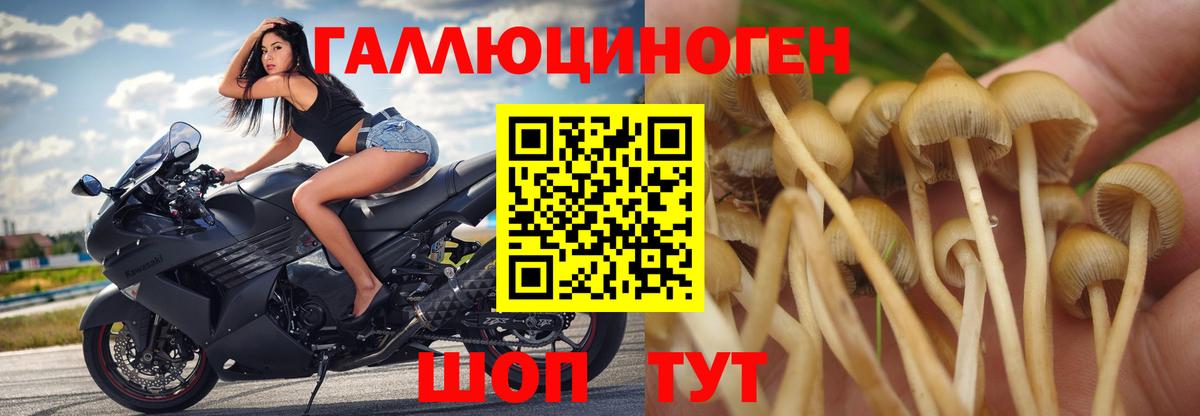 Псилоцибиновые грибы мицелий Богородск